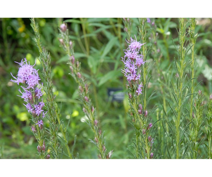 Dotted Blazing Star